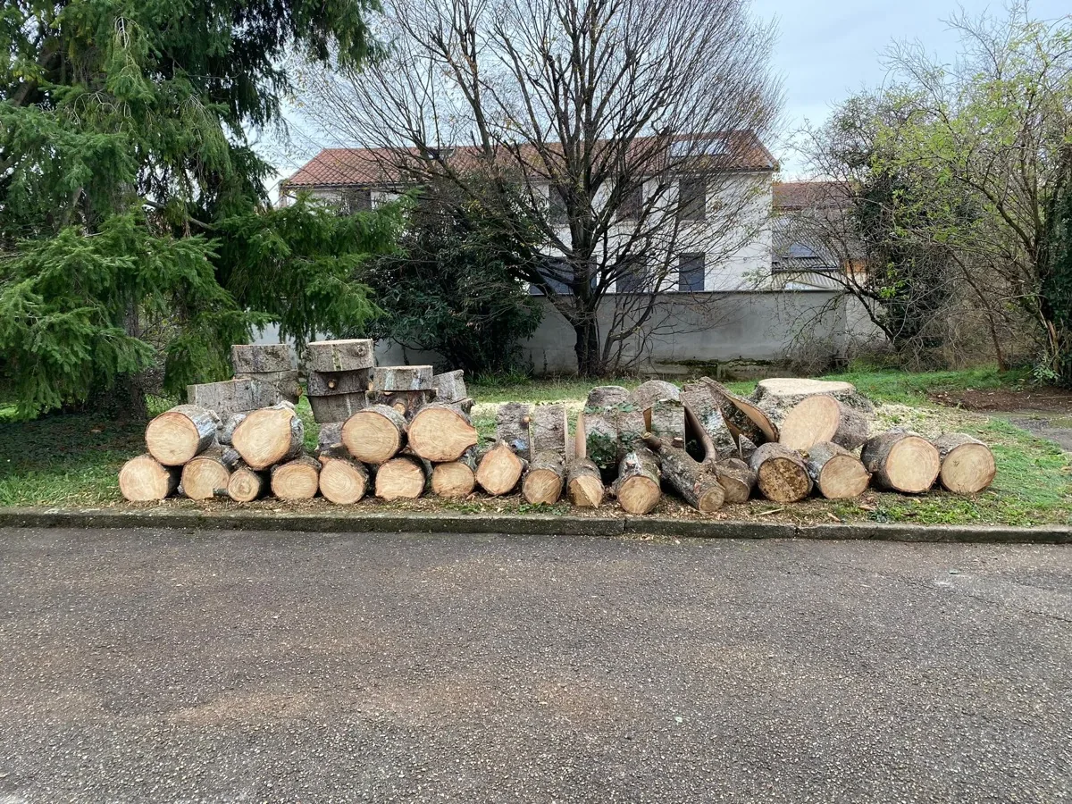 Chantier d'élagage — photo 3